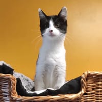 TINKIE, chatte à adopter
