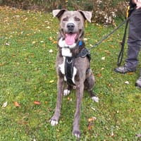 Texas, chien à adopter