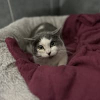 GRIFFELUNE, chatte à adopter