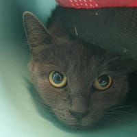 LODGE QCT, chatte à adopter