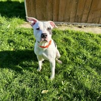 DOMINO, chien à adopter