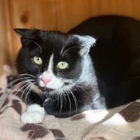 Domino CAB4809, chat à adopter