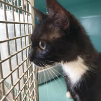 MERCREDI QCT, chatte à adopter