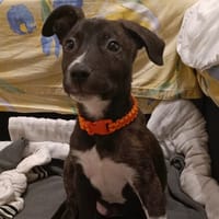 KIKI, chien à adopter