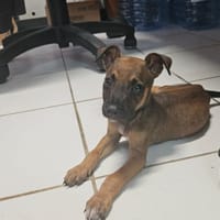 ANNE, chienne à adopter