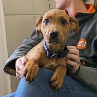 SUMMER QCN (réservé), chienne à adopter