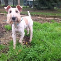 Milou, chien à adopter