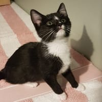 ZARA, chatte à adopter