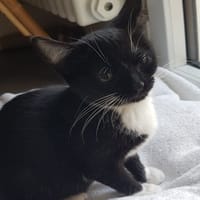 KITTY, chatte à adopter