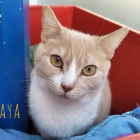 BAYA, chatte à adopter