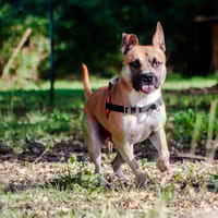 Owen, chien à adopter