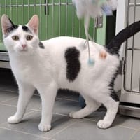 ASTON, chat à adopter