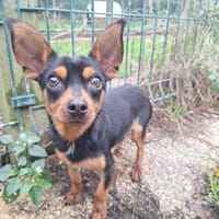 NIMBUS, chien à adopter