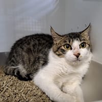 FALOGNE, chat à adopter