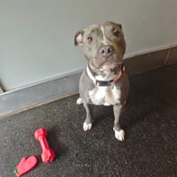 Athena, chienne à adopter