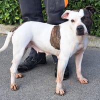 EVE, chienne à adopter