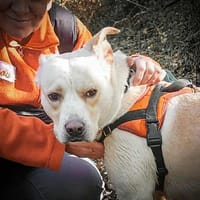 Boost, chienne à adopter