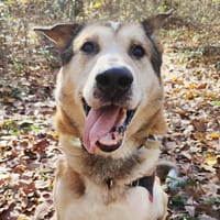 MORTEAU, chien à adopter