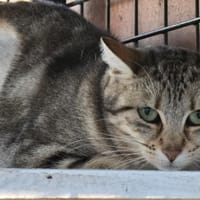 NOUGATINE, chatte à adopter
