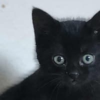 Mystic, chatte à adopter