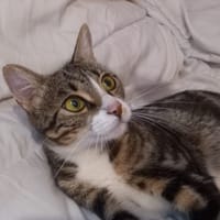 Belle, chatte à adopter