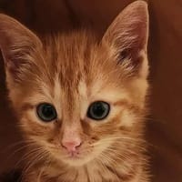 Ichigo, chat à adopter