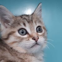 Hakunam, chatte à adopter