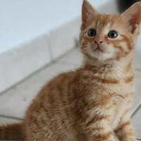 Pin's, chat à adopter