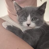 YODEL, chatte à adopter