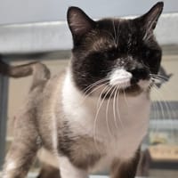 SIAM, chat à adopter