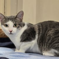 LUDI, chat à adopter