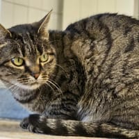 YOUMI, chatte à adopter