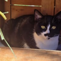 Chouquette, chatte à adopter