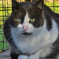 RICK, chat à adopter