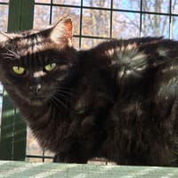 COPOLA, chatte à adopter