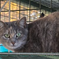 ORIA, chatte à adopter