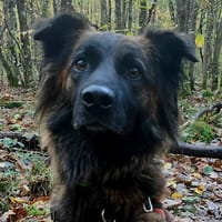 SNYPI, chien à adopter