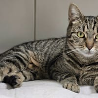 WIWAÏ, chatte à adopter