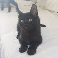 ONYX, chaton mâle, type européen, chat à adopter