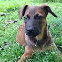 LUMA, chiot Berger Créole femelle, chienne à adopter