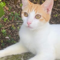 CHARAMELLE, chaton femelle européen, chatte à adopter