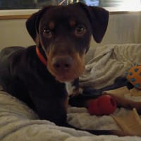 SAKURA, chienne à adopter