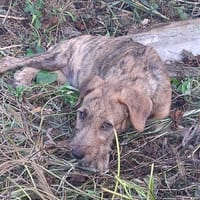 MARGARITA, chiot femelle croisée, chienne à adopter