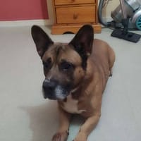 TCHIKO, chien à adopter