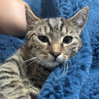 BALOU, chat à adopter