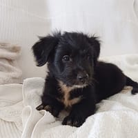 AÏKO, chien à adopter