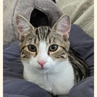 Aaron, chat à adopter