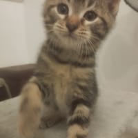 Azraël, chat à adopter