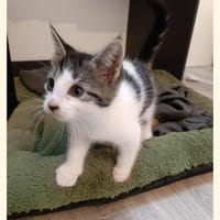 Arizona, chatte à adopter