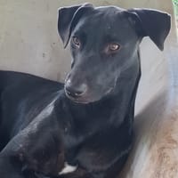 USLA, Femelle junior Berger Créole, chienne à adopter